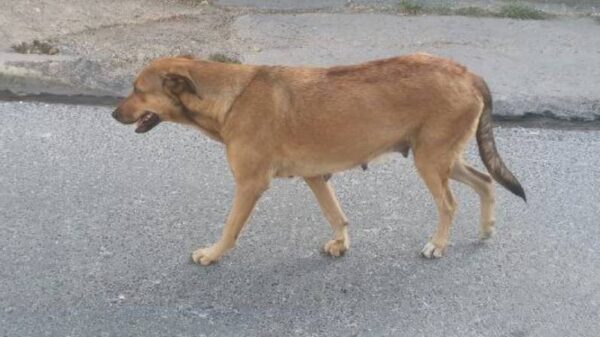Help feed street dogs donate for their better life