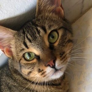Our boy Tigrou needs help to fund his vet bills