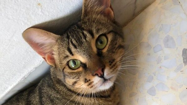 Our boy Tigrou needs help to fund his vet bills