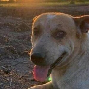 Help for Lester's Stomach Infection