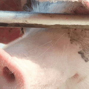 Four Pigs Saved From Certain Death