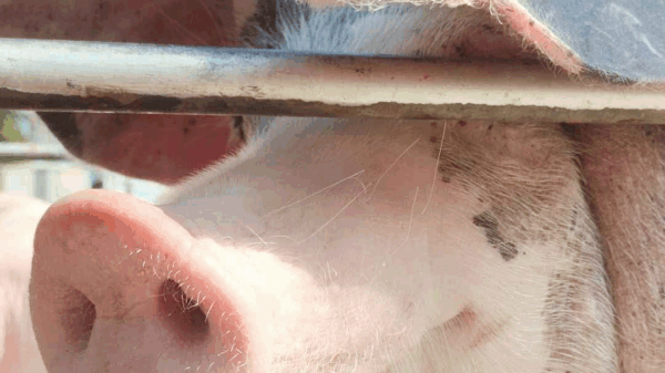 Four Pigs Saved From Certain Death