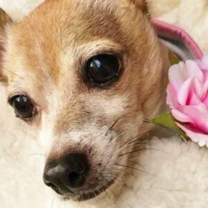 Sweet ANGIE's begging for your help!