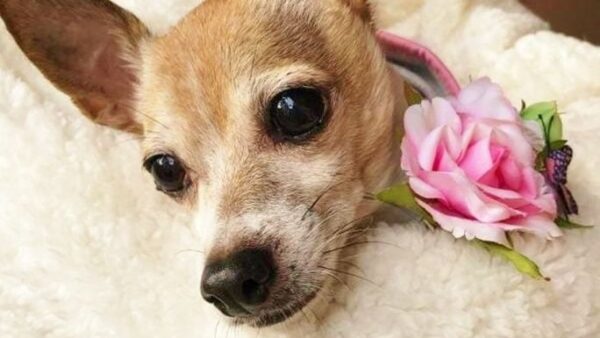 Sweet ANGIE's begging for your help!
