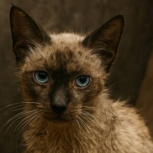 Siamese Cat