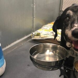 Wheelchair Service Dog Miss Penny's Plea for Urgent Cancer Treatment & Medical Care - – Sadik-O