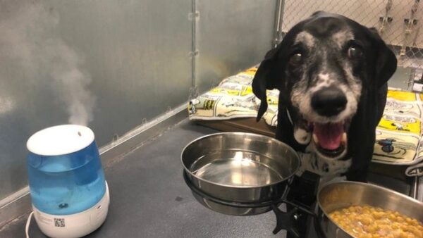 Wheelchair Service Dog Miss Penny's Plea for Urgent Cancer Treatment & Medical Care - – Sadik-O