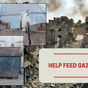 https://sadik-o.com - refugees and asylum seeekers - Help Feed Gazas Cats