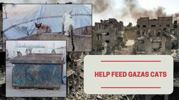 https://sadik-o.com - refugees and asylum seeekers - Help Feed Gazas Cats