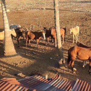 help us feed the horses