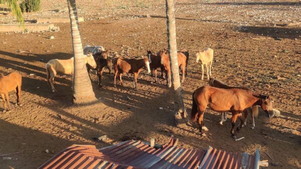 help us feed the horses