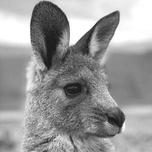 Central Goldfields Wildlife Rescue