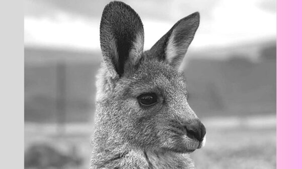 Central Goldfields Wildlife Rescue