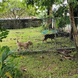 Vimaan Suan Foundation Animal Shelter in Lao PDR