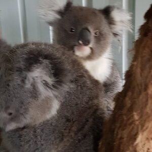 Namaste Wildlife shelter needs your help to save our wildlife