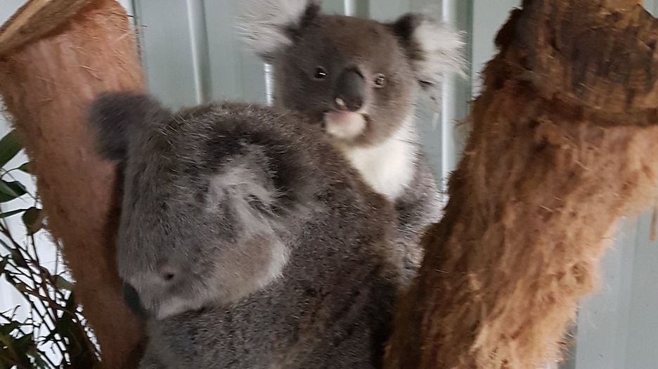 Namaste Wildlife shelter needs your help to save our wildlife