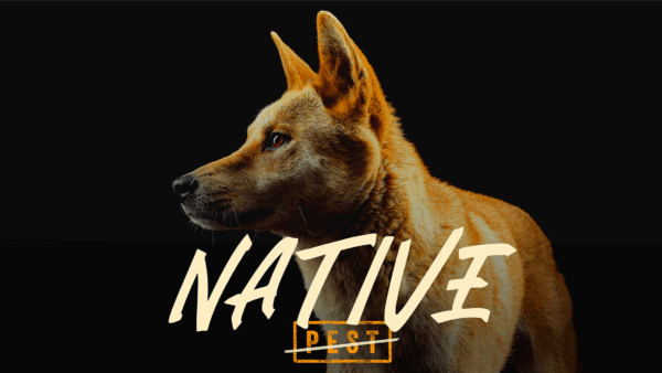 Help make 'Native Pest' a reality! - Image 2