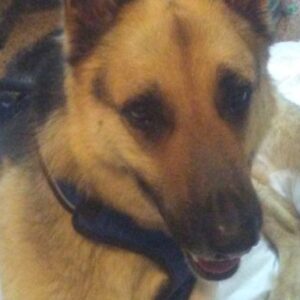 Help with Max's heartworm treatment