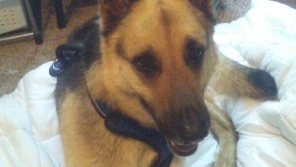 Help with Max's heartworm treatment