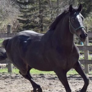 Ex Racehorse and beloved lesson horse needs urgent medical help!