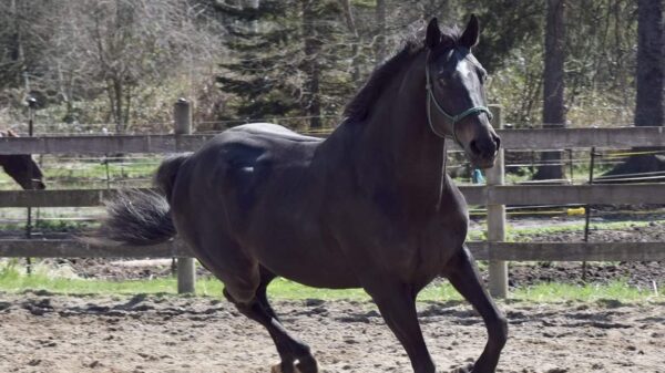 Ex Racehorse and beloved lesson horse needs urgent medical help!