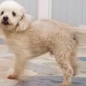 ANDY has Bladder Stones and is Cryptorchid :(
