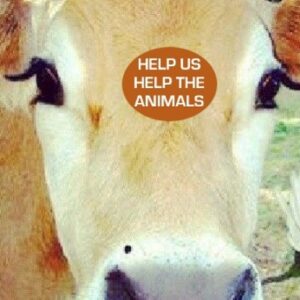 Animal Sanctuary, Rescue, Rehoming & Education, Byron Shire