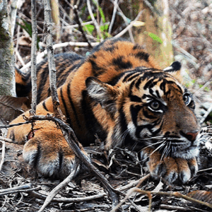 Save the Sumatran Tiger Before It's Too Late