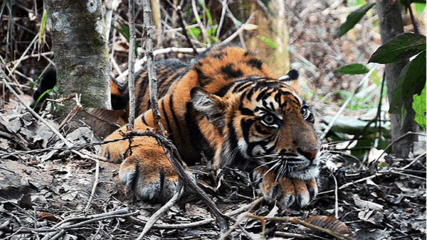 Save the Sumatran Tiger Before It's Too Late