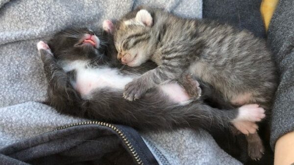 RiverSong Sanctuary Spay/Neuter & Kitten Rescue Fund