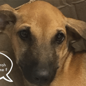 A home abroad for Satrah !