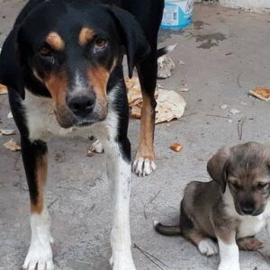 Help save our shelter!