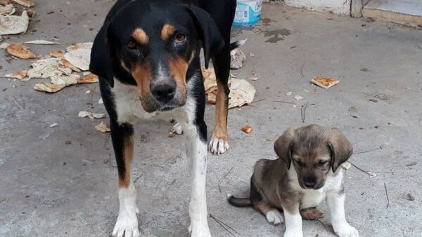 Help save our shelter!