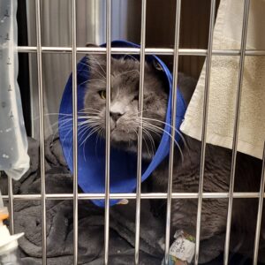 Help Miles Heal