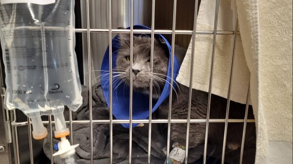 Help Miles Heal