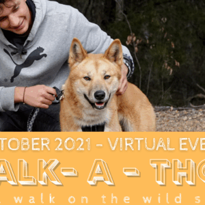 Sydney Dingo Rescue WALK-A-THON 2021