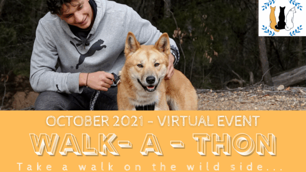 Sydney Dingo Rescue WALK-A-THON 2021