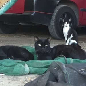 Finca Marjari Wedding Gifts for Cats TNR