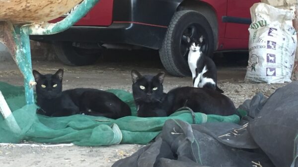 Finca Marjari Wedding Gifts for Cats TNR