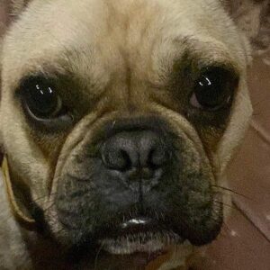 Paddy, my wonky frenchie!