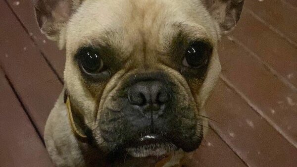 Paddy, my wonky frenchie!