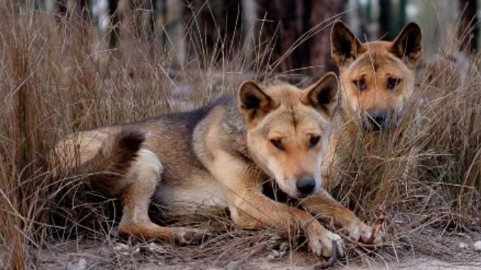URGENT CROWD FUNDING FOR Dingoes at Durong Sanctuary