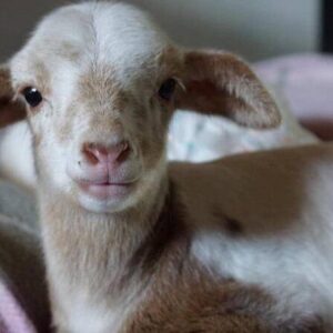 Lamb Care Australia Appeal 2025