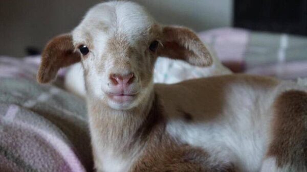 Lamb Care Australia Appeal 2025