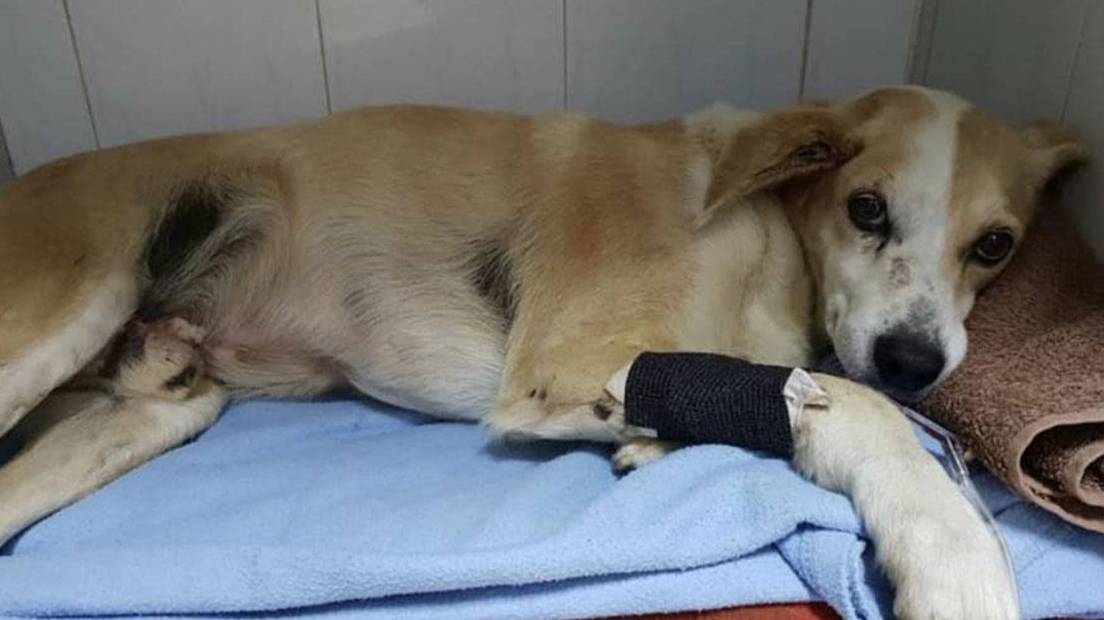 This friend needs help.