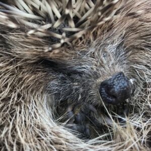 Help for Hedgehogs