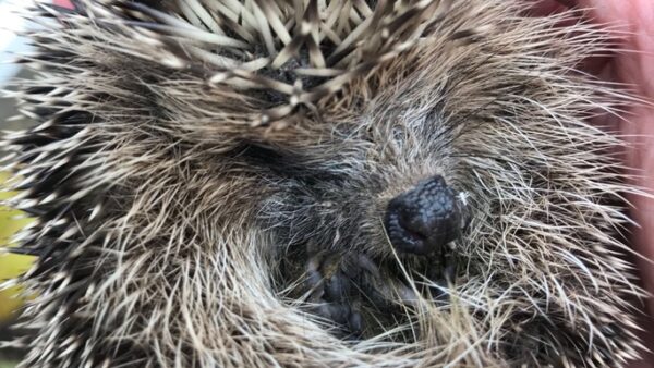 Help for Hedgehogs