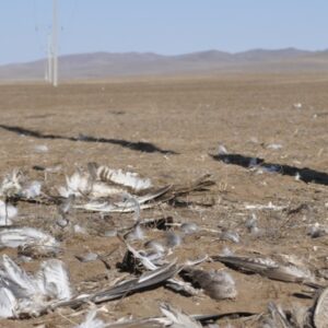 Help Save the Saker Falcon from Electrocution