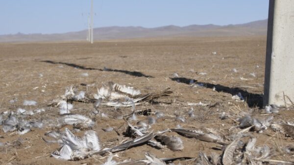 Help Save the Saker Falcon from Electrocution