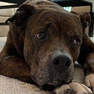Emergency Fundraiser for Senior Lady Bird